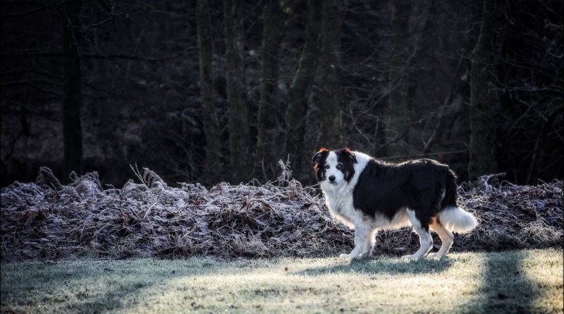 Происшествия: На площадке для выгула собак в Суссексе обнаружен крысиный яд
