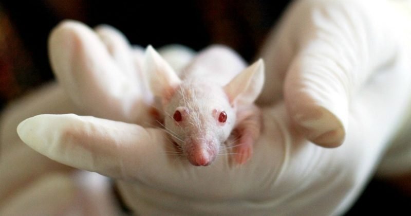 Здоровье и красота: Глухим людям подарили надежду подопытные мыши