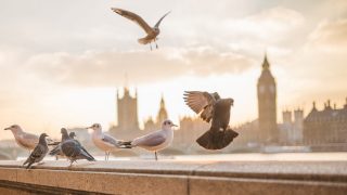 Колонки: Плюсы жизни в Англии