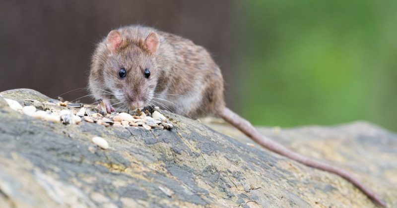 Технологии: В Британии могут вывести крыс-мутантов, чтобы решить проблему с грызунами