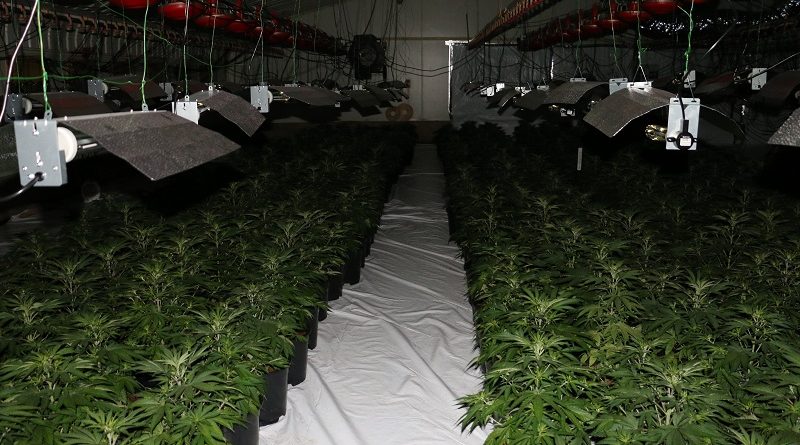 Закон и право: В Стаффордшире обнаружена крупнейшая в Великобритании ферма по выращиванию конопли