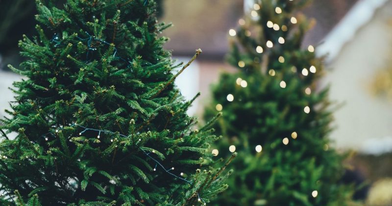 Лайфхаки и советы: Где купить рождественскую ель в Лондоне?