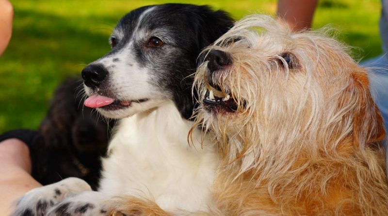 Майкл Гоув: в Brexit будут учтены интересы не только граждан, но и животных 12122017 Закон и право: Майкл Гоув: в Brexit будут учтены интересы не только граждан, но и животных