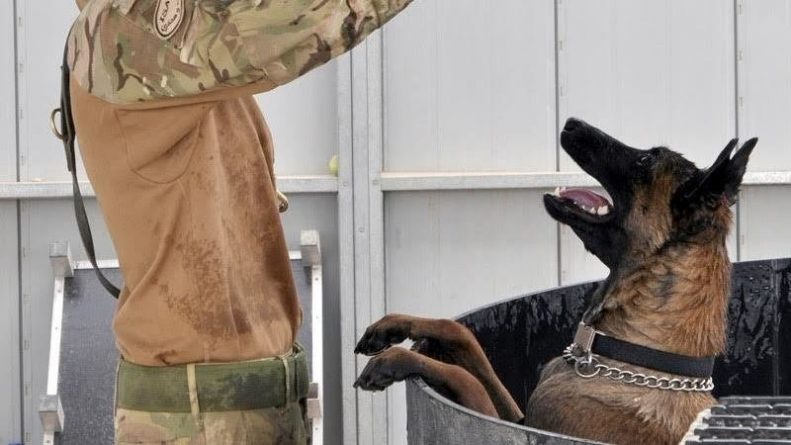Общество: Солдаты британской армии выступили против усыпления собак-"ветеранов"