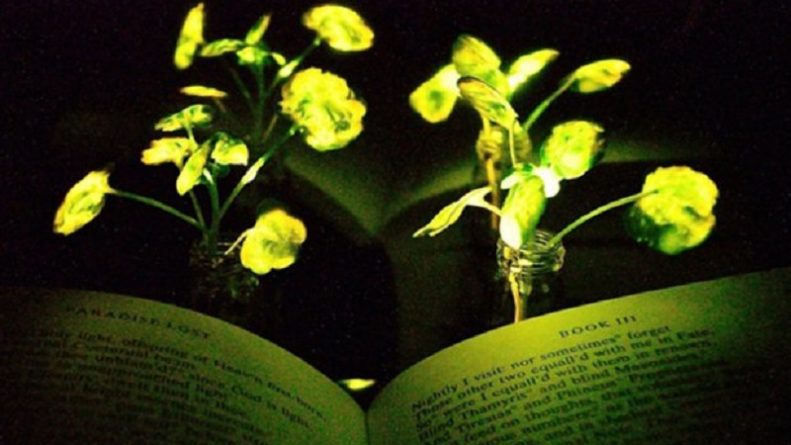 Технологии: Растения заменят уличные фонари?