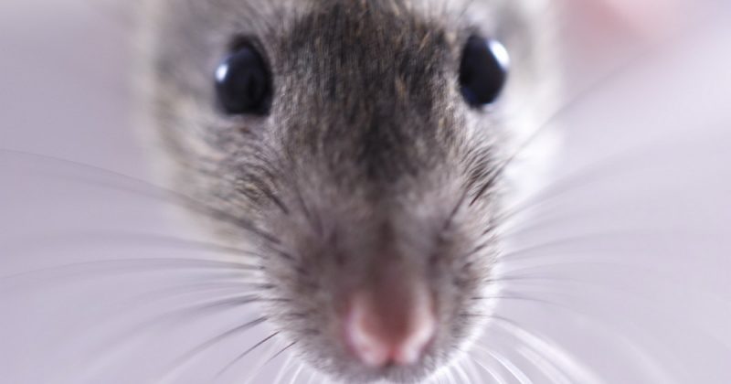 Общество: В Лондоне активно размножаются крысы
