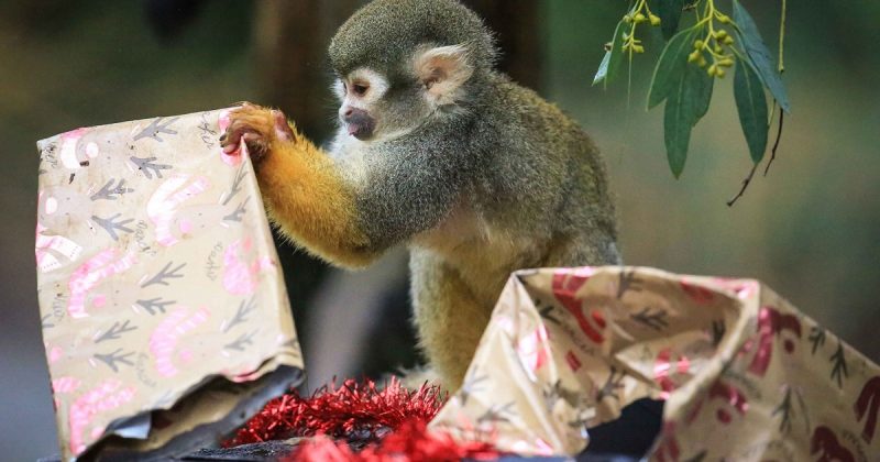 Происшествия: Пожар унес жизни тринадцати обезьян в Сафари-парке Уоберна