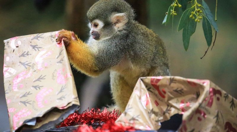 Происшествия: Пожар унес жизни тринадцати обезьян в Сафари-парке Уоберна