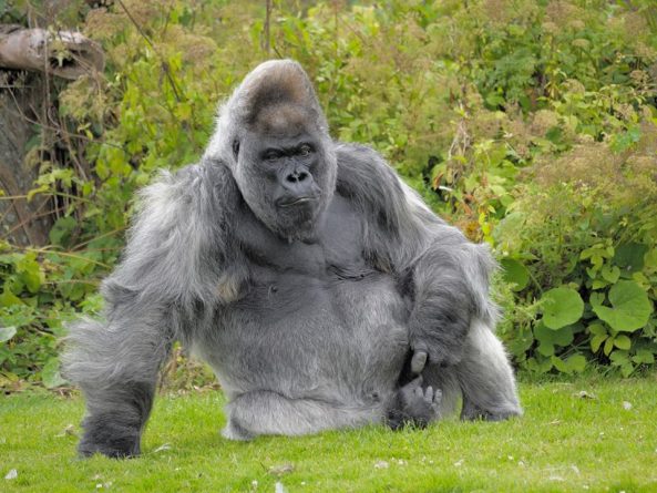 Одна из старейших горилл в мире умерла в зоопарке Великобритании