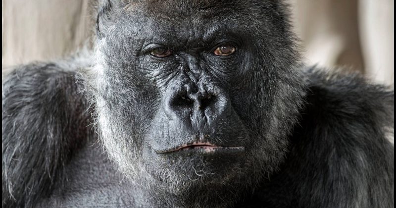 Происшествия: Одна из старейших горилл в мире умерла в зоопарке Великобритании