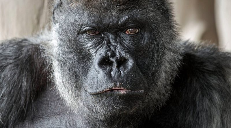 Происшествия: Одна из старейших горилл в мире умерла в зоопарке Великобритании