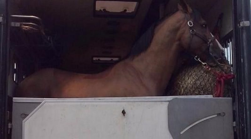 Отец чемпионки по конному конкуру приговорен к тюремному сроку за контрабанду наркотиков 26012018 Происшествия: Отец чемпионки по конному конкуру приговорен к тюремному сроку за контрабанду наркотиков