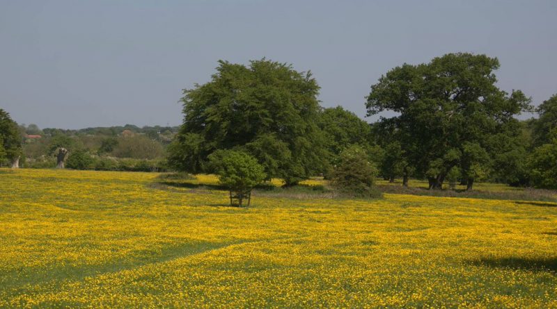 Самые красивые места Британии: лес Хатфилд 28012018 Путешествия: Самые красивые места Британии: лес Хатфилд