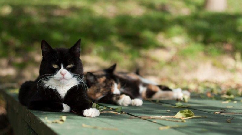 Происшествия: Гончие собаки ворвались на территорию кошачьего заповедника, выгнав животных в лес