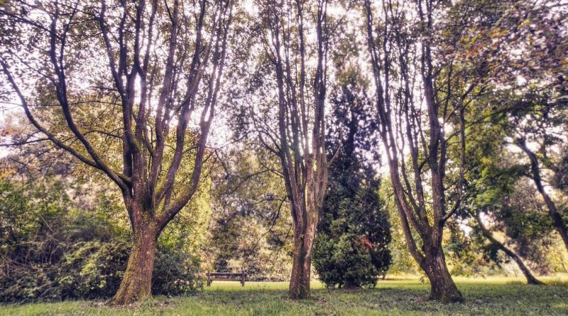 Самые красивые места Британии: дендрарий Уэстонберт 14012018 Путешествия: Самые красивые места Британии: дендрарий Уэстонберт