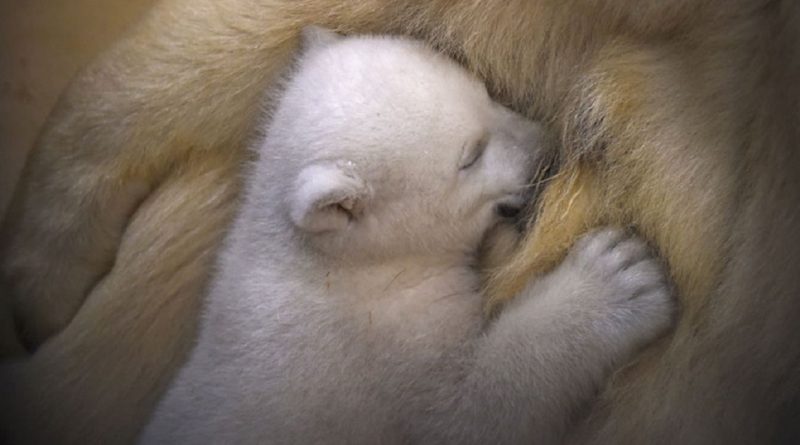 Популярное: Впервые за 25 лет в Великобритании родился белый медвежонок