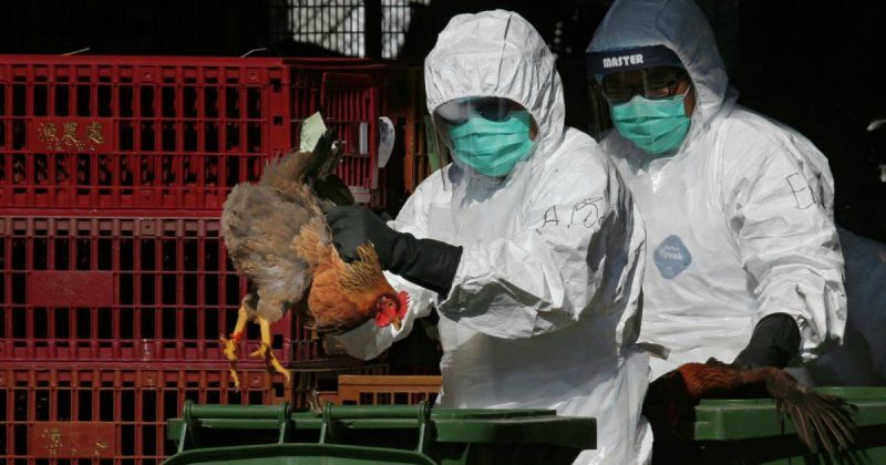 Здоровье и красота: Первая вспышка птичьего гриппа в Великобритании за эту зиму