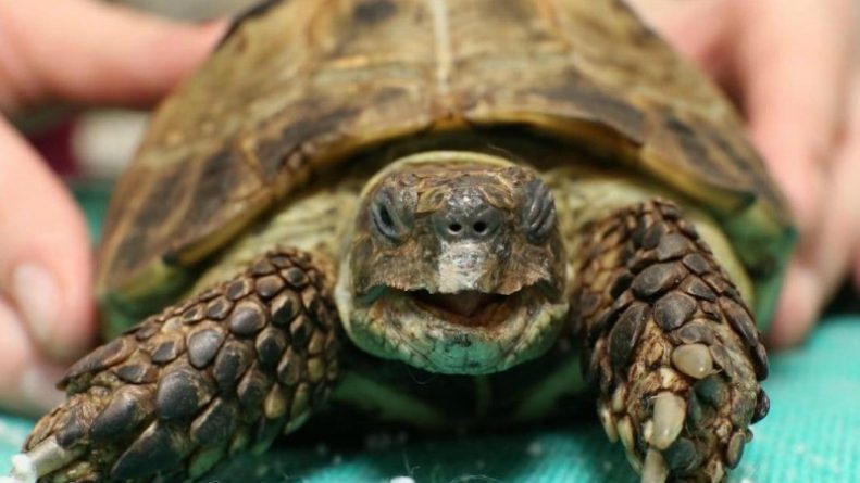 Популярное: Черепаха сбежала от хозяйки, но была найдена через полгода в 300 метрах от дома