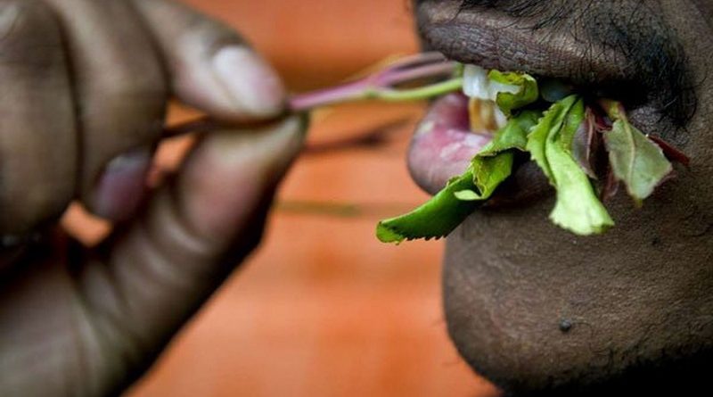 Закон и право: Латыш получил 10 месяцев тюрьмы за контрабанду ката из Найроби