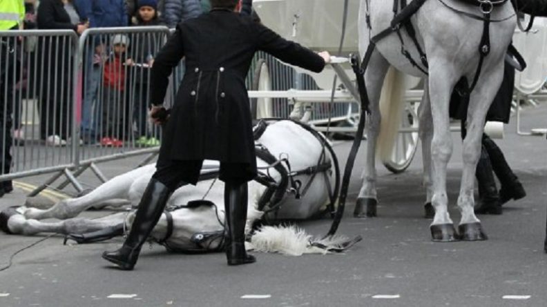 Происшествия: Лошадь, упавшая во время парада в Лондоне, идет на поправку