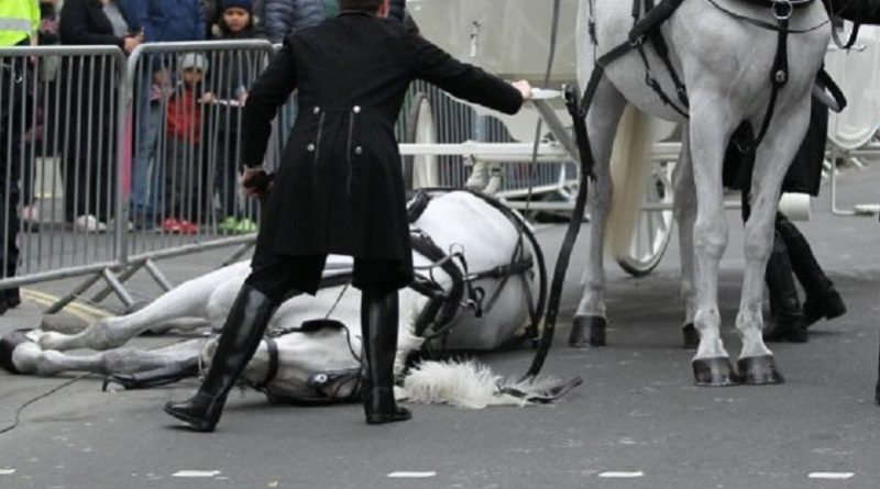 Происшествия: Лошадь, упавшая во время парада в Лондоне, идет на поправку