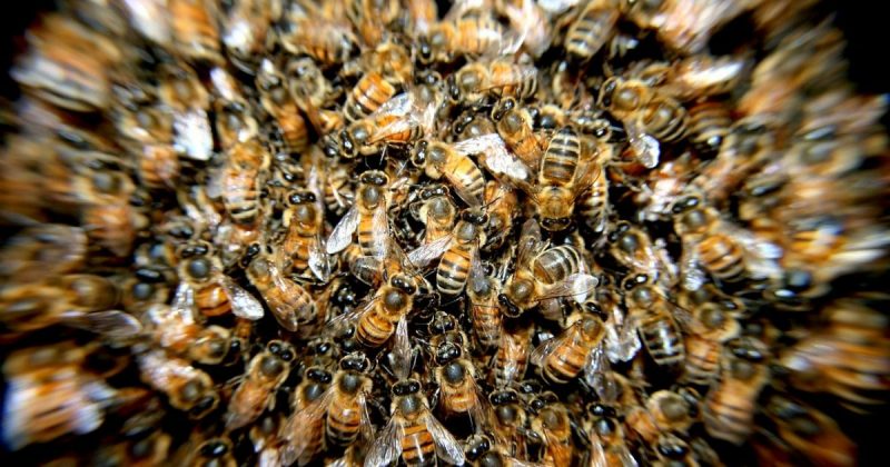 Происшествия: Манчестер: поджог уничтожил тысячи пчел