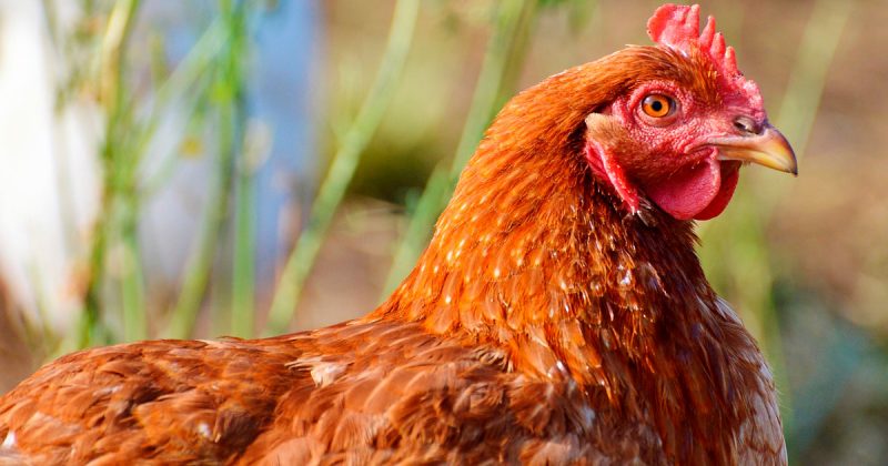 Общество: Ферма продает 12000 куриц по £1 за каждую в попытке спасти их от скотобойни