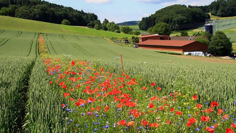 Технологии: Альтернатива пестицидам: британские поля защитят полевыми цветами