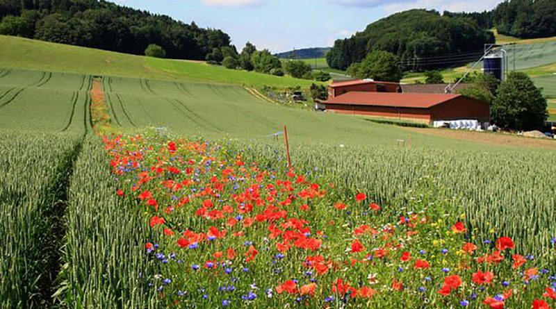 Альтернатива пестицидам: британские поля защитят полевыми цветами 31012018 Технологии: Альтернатива пестицидам: британские поля защитят полевыми цветами