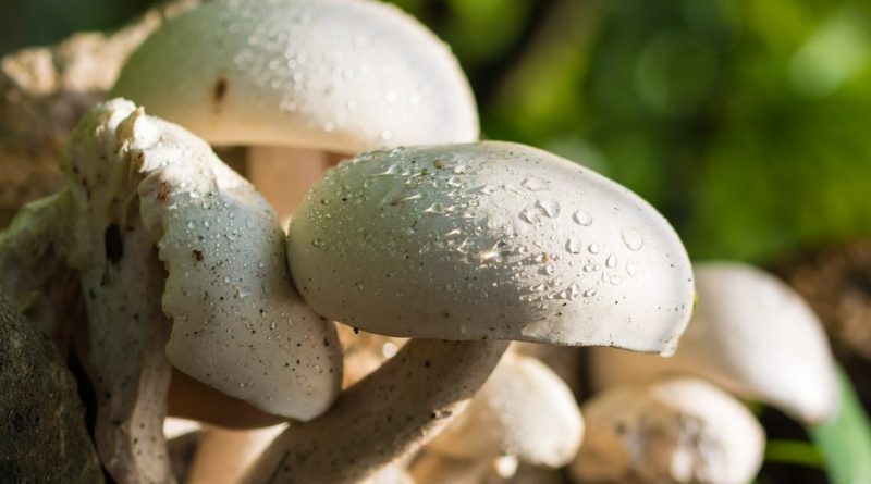 Ирландия ответила на жалобы латвийцев на условия сбора грибов 18012018 Общество: Ирландия ответила на жалобы латвийцев на условия сбора грибов