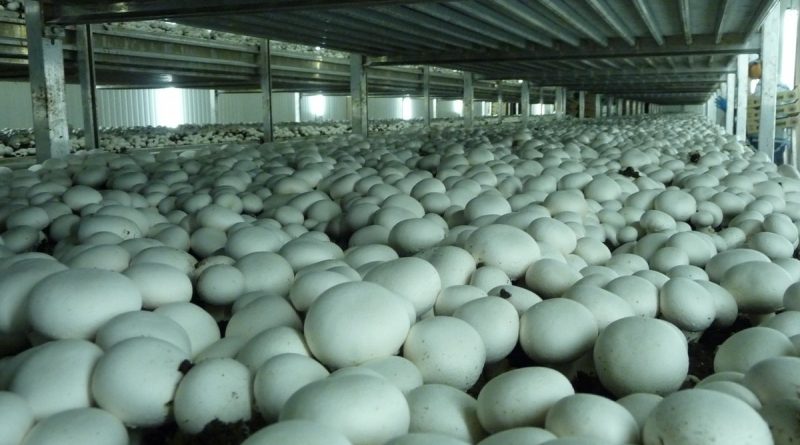 Латышка о работе в Ирландии: чувствуешь себя как в гестапо 16012018 Общество: Латышка о работе в Ирландии: чувствуешь себя как в гестапо