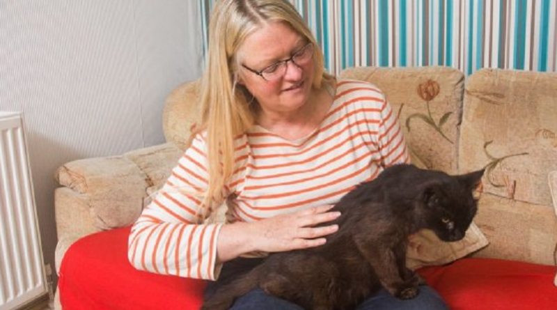 Общество: Кот нашелся через 15 лет – под Рождество