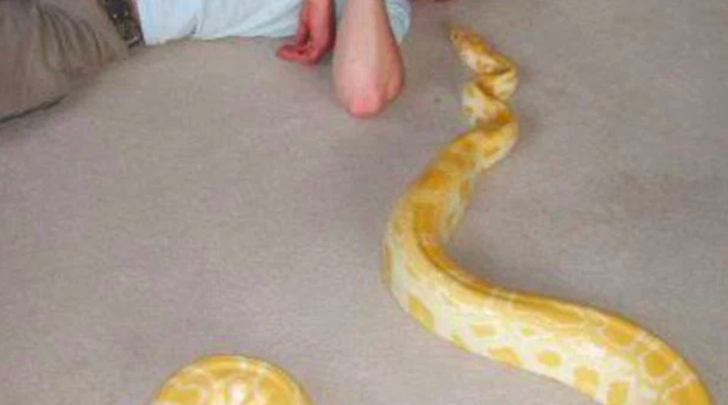Происшествия: Ручной питон задушил собственного хозяина