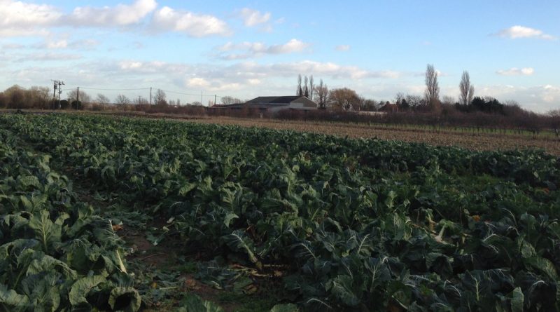 Британцы устроили состязание с восточноевропейскими работниками фермы 05022018 Общество: Британцы устроили состязание с восточноевропейскими работниками фермы