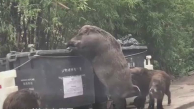 Популярное: Огромный дикий кабан, рывшийся в мусоре возле школы, стал звездой YouTube