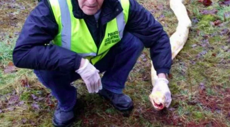 Питон, задушивший своего хозяина, был жестоко убит в порыве ярости 02022018 Происшествия: Питон, задушивший своего хозяина, был жестоко убит в порыве ярости