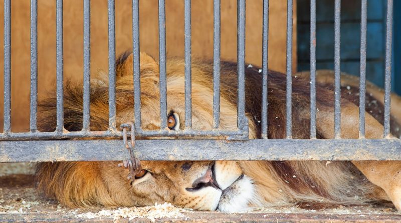 Закон и право: Британским циркам запретят использовать диких животных для представлений