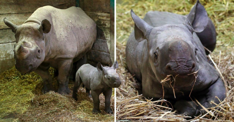 Общество: Видео: в Великобритании родился редкий черный носорог