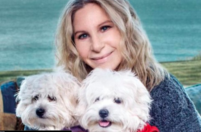 В мире: Барбра Стрейзанд дважды клонировала свою умершую собаку 