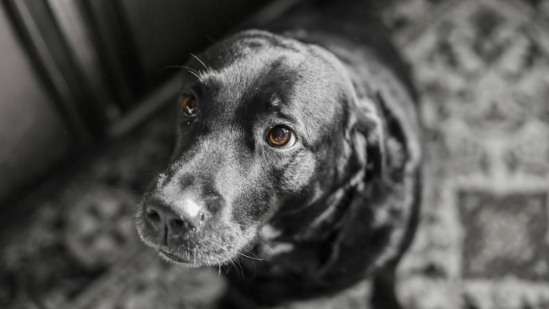 Популярное: Владельцев собак предупреждают: Великобританию охватывает эпидемия Алабамской гнили