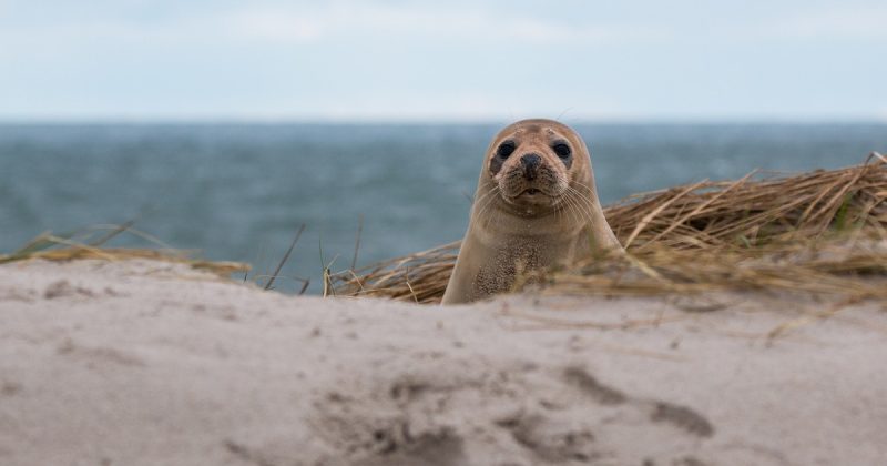 Происшествия: Защитники животных спасли тюлененка с фрисби на шее