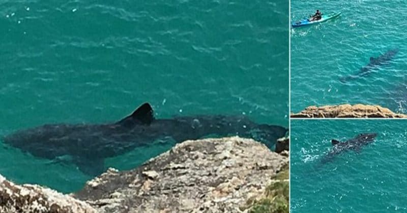 Общество: Огромная 7-метровая акула проплыла в паре футов от каякера возле побережья Корнуолла