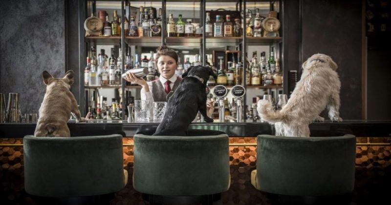 Досуг: С псом на брудершафт: в этом баре предлагают карту коктейлей для пушистых питомцев