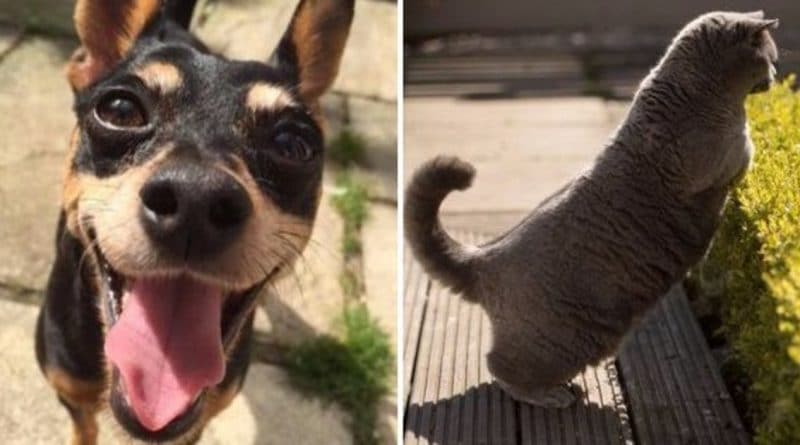 Как обезопасить своего питомца в жаркую погоду и избежать теплового удара 19042018 Здоровье и красота: Как обезопасить своего питомца в жаркую погоду и избежать теплового удара