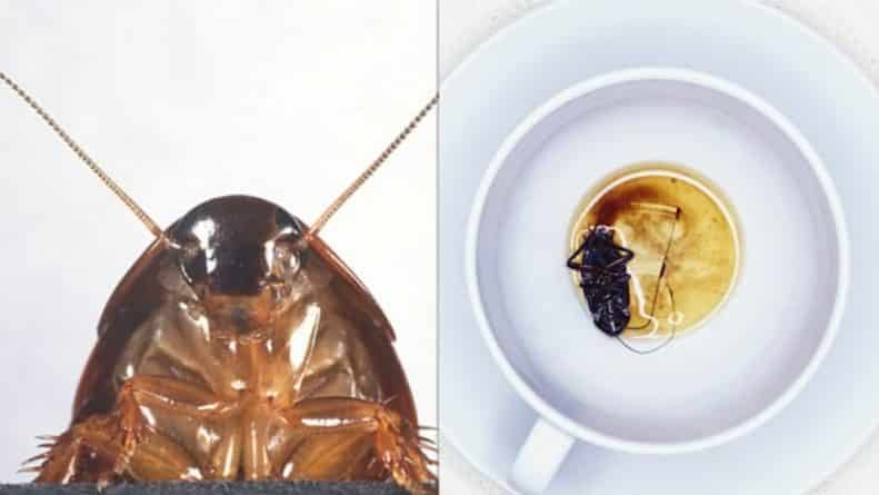 Популярное: Не желаете тараканьего молока в утренний кофе? Ученые "доят" тараканов, молоко которых полезней коровьего