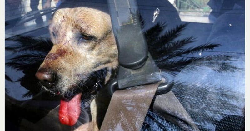Закон и право: Законно ли разбивать окно чужого автомобиля, чтобы спасти собаку от жары?