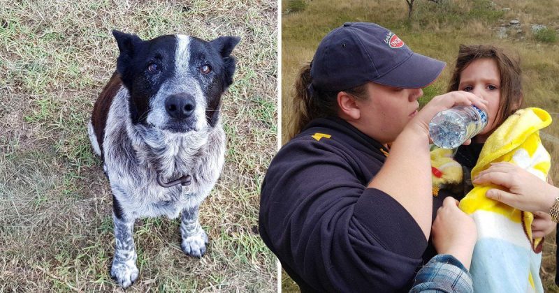 Популярное: Настоящая преданность: старая глухая собака привела домой 3-летнюю девочку, которая потерялась в лесу