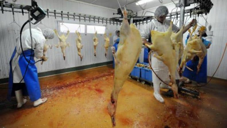 Политика: "Птичку жалко": Великобритания хочет отказаться от фуа-гра из-за жестокого обращения с животными