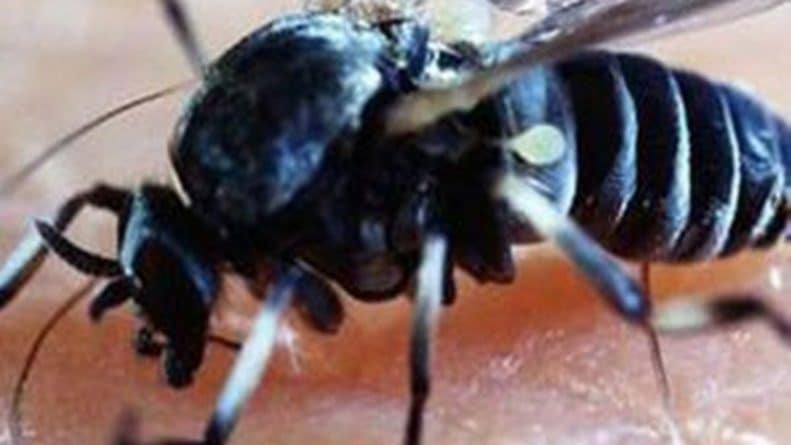 Здоровье и красота: Британцев атакуют блэндфордские мухи, чьи укусы приводят к нарывам, опухолям и горячке