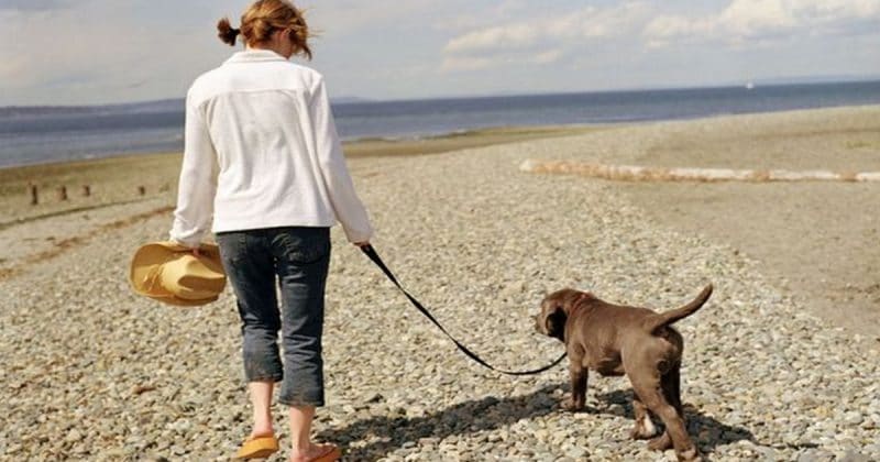 Общество: Владельцев собак ждут штрафы за посещение пляжей Британии с питомцами, и вот почему